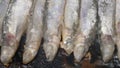 Close-up view of cooking frying capelin fish in iron pan. Tasty Japanese food - broiled caplin fish