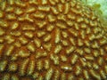 Coral polyps feeding, giant brain coral