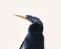 Close up view of Cormorant bird head shot Royalty Free Stock Photo