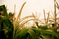 Close-up view of corn field showcases its golden hue, bathed in the warm rays of the sun