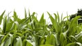 A close up view of corn leaves in a corn field. Royalty Free Stock Photo