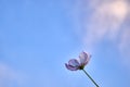 Close-up view of a cosmos flower and the blue sky in the background Royalty Free Stock Photo