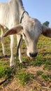 A cow baby in the field , Royalty Free Stock Photo