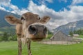 Close up view on cow in meadow in Alps