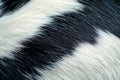 Close-up view of cowhide revealing contrasting black and white fur patterns, creating a visually appealing textural background Royalty Free Stock Photo