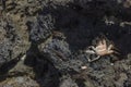 Close-up view of crab shell lying on rocky shore of Atlantic Ocean. Royalty Free Stock Photo