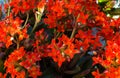 orange flowers of the jade plant Royalty Free Stock Photo
