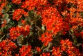 Orange flowers of the jade plant Royalty Free Stock Photo