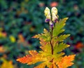 Close-up view of creamy white and purple tinted hooded flowers of Aconitum cammarum