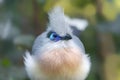 Close-up view of a Crested coua Royalty Free Stock Photo