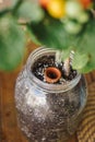 Close up view of a crock pot irrigation system buried in a pot with a home grown cherry tomato plant. Home organic garden and eco Royalty Free Stock Photo