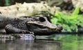 Close-up view crocodile