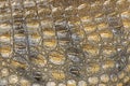 Close up view of Crocodile skin as background