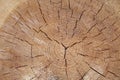 Close up view of the cross section of a tree trunk Royalty Free Stock Photo