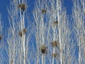 Crow nests on cedar trees with blue sky background Royalty Free Stock Photo