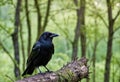 Crow Perched On A Tree Bark Royalty Free Stock Photo