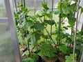 Close up view of cucumber plants in air-pots in greenhouse. Healthy food concept Royalty Free Stock Photo
