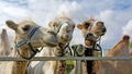 Close-up view of four curious camels