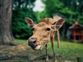 Close-up of Curious Deer in Forest Royalty Free Stock Photo