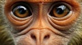 Close-up of monkey face Royalty Free Stock Photo