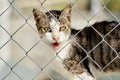 Cat outdoors looking out the cage Royalty Free Stock Photo