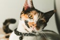 close up view of a cute calico cat face - domestic cat