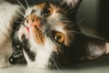 close up view of a cute cat face - domestic cat