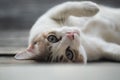 Close up view of a cute cat, selective focus