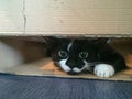 Close up view of cute flat cat inside the cardboard box.