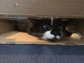 Close up view of cute flat cat inside the cardboard box.