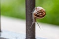 Close up view of a cute garden snail, slowly coming out of its shell. Lovely, brown, fibonacci, spiral, helix pattern.