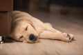 Close up view of cute golden labrador retriever dog sleeping on floor indoors. Time to sleep, sweet dreams, goodnight