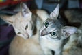 Close up view of cute gray color bengal cat with green eyes close-up photo. Animals and pets lifestyle concept. Cute Asian cats Royalty Free Stock Photo