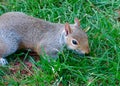 Close Up Image of a Cute Grey Squirrel in the Grass