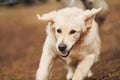 Close up view of cute happy dog that running in the forest with his owner at background Royalty Free Stock Photo