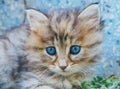 Close up view of cute kitten with blue eyes. Tabby cat. Pets and lifestyle concept. Royalty Free Stock Photo