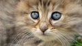Close up view of cute kitten with blue eyes. Tabby cat. Pets and lifestyle concept Royalty Free Stock Photo