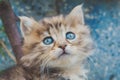 Close up view of cute kitten with blue eyes. Tabby cat.  Pets and lifestyle concept Royalty Free Stock Photo