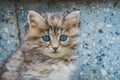 Close up view of cute kitten with blue eyes. Tabby cat.  Pets and lifestyle concept. Royalty Free Stock Photo