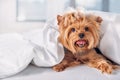 close up view of cute little yorkshire terrier lying on bed covered Royalty Free Stock Photo