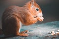 Close-up view of a cute Red squirrel eating hazelnuts on the stone Royalty Free Stock Photo