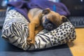 Close-up view of cute sleeping brussels Griff on. Royalty Free Stock Photo