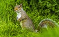 A close-up view of a cute squirrel standing up in a field in Bodiam, Sussex