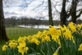 A close up view of daffodils with a lake and field in the background Royalty Free Stock Photo