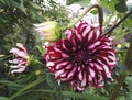 Close-up view of Dahlia `Contraste` garnet and white decorative with giant flowers