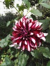 Close-up view of Dahlia `Contraste` garnet and white decorative in the sun