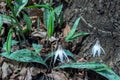 Close up view of dainty white trout lilies erythronium albidum Royalty Free Stock Photo