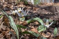 Close up view of dainty white trout lilies erythronium albidum Royalty Free Stock Photo