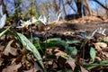 Close up view of dainty white trout lilies erythronium albidum Royalty Free Stock Photo