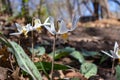 Close up view of dainty white trout lilies erythronium albidum Royalty Free Stock Photo